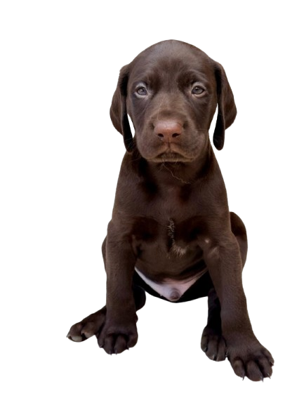 Hulk, o cachorro mais novo da matilha Smiledog
