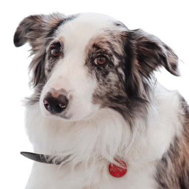 Rossi, da matilha Smiledog