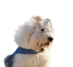 Amora, da matilha Smiledog