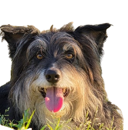 Happy, da matilha Smiledog