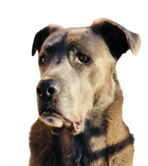 Syrah, da matilha Smiledog