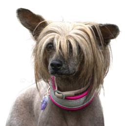 Punky, da matilha Smiledog